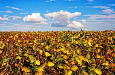 Field with intensive farming of bean clipart