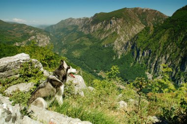 View of a beautiful valley with a husky dog in front clipart