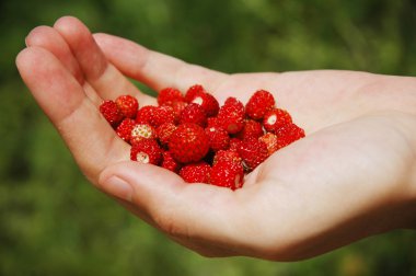 Berry gıda