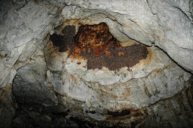 A colony of bats in a cave clipart