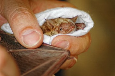 Scientist studies a bat clipart