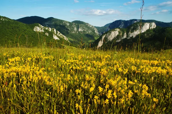 Landscape with yellow flowers and blue sky — Stock Photo, Image