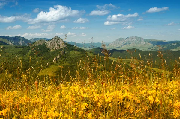 Landschaft mit gelben Blumen und blauem Himmel — Stockfoto