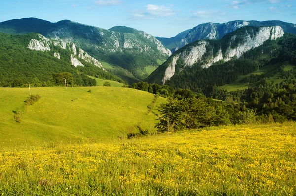 Landskap med gula blommor och blå himmel — Stockfoto