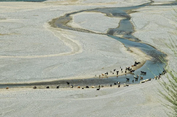 Llanura inundable con río y bovinos en pastoreo — Foto de Stock