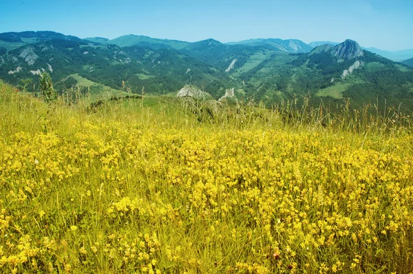 Landscape with yellow flowers and blue sky — Stock Photo, Image