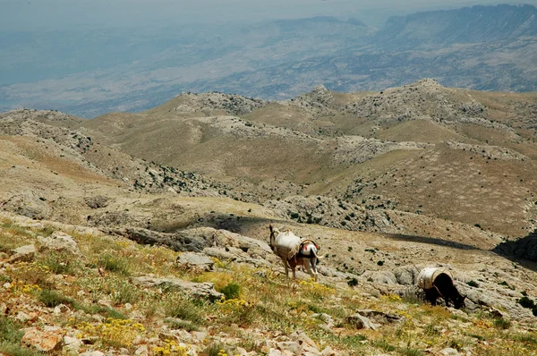 Desert landscape with horses in Northern Kurdistan, East Turkey — Stock Photo, Image