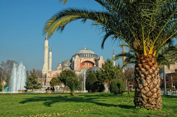 Hagia Sofia e jardim com palmeira em Istambul — Fotografia de Stock