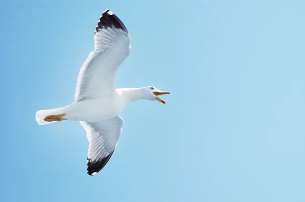 Gaviota en vuelo sobre un cielo azul — Foto de Stock