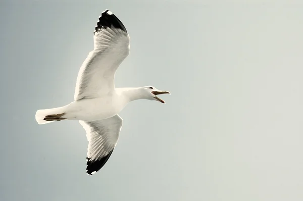 Sea gull in flight on a blue sky — Stock Photo, Image