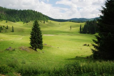 Beautiful alpine meadow with green grass clipart