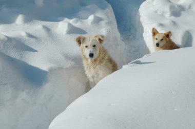 içinde köpekler kar