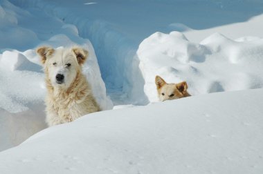 içinde köpekler kar