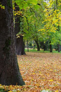 sonbahar renkleri güzel sessiz park