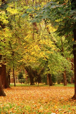 sonbahar renkleri güzel sessiz park