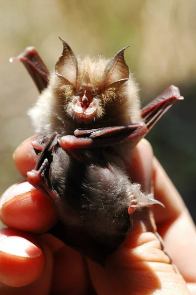 Bat with child — Stock Photo, Image