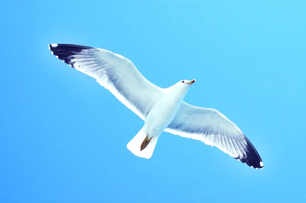 Gaviota en vuelo sobre un cielo azul — Foto de Stock