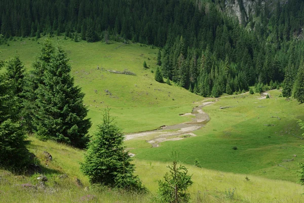 Vacker alpin äng med grönt gräs — Stockfoto