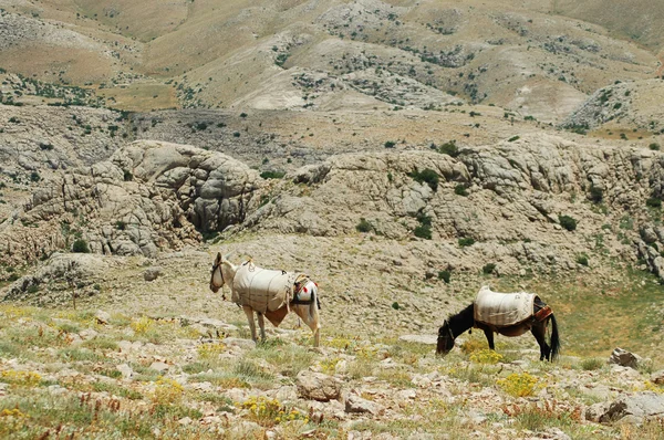 Pouštní krajina s koňmi v severním Kurdistánu, východní Turecko — Stock fotografie