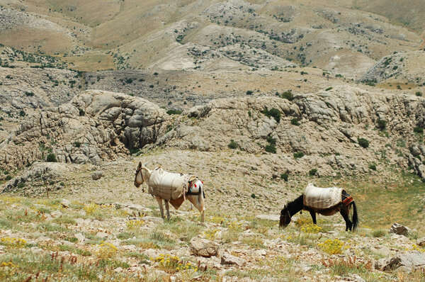 Desert landscape with horses in Northern Kurdistan, East Turkey