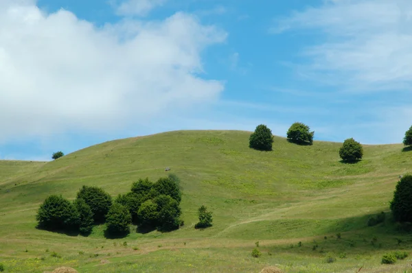 Красивый альпийский луг с зеленой травой — стоковое фото