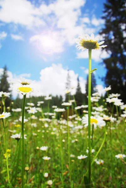 领域的在草地上的雏菊 — 图库照片