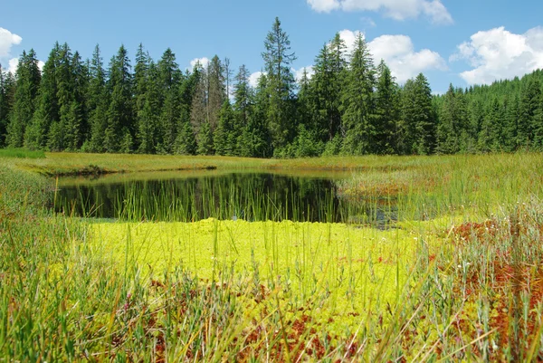 Hermoso prado alpino con hierba verde — Foto de Stock