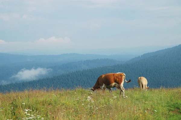 Çayırdaki inekler — Stok fotoğraf