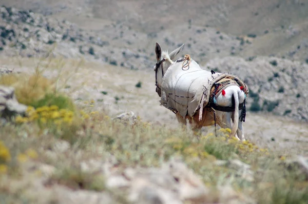 Пустынный пейзаж с лошадью в Северном Курдистане, Восточная Турция — стоковое фото