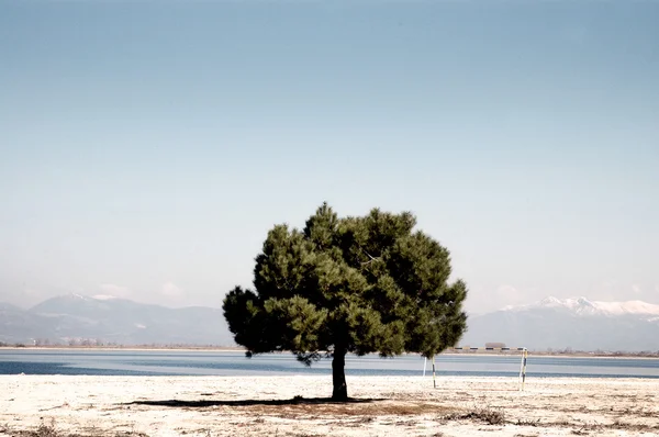 Stranden med ett ensamt träd. Keramoti, Grekland — Stockfoto