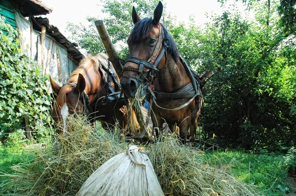 Cavalos comendo feno — Fotografia de Stock