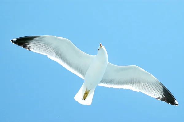 Sea gull in flight — Stock Photo, Image
