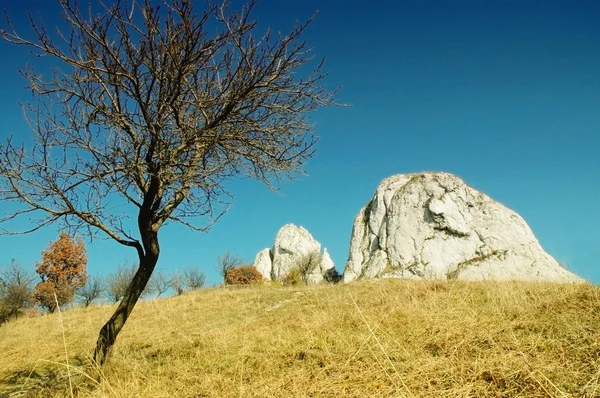 Луг з білою скелею і самотніми деревами восени — стокове фото