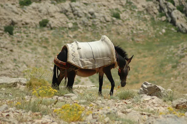 一匹马在北部库尔德斯坦，东土耳其的沙漠景观 — 图库照片
