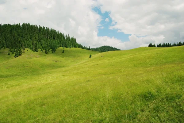 Beautiful alpine meadow with green grass — Stock Photo, Image