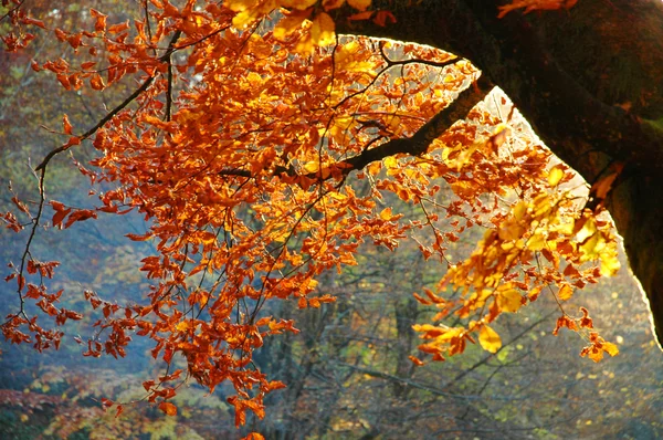 Осенние цвета в лесу — стоковое фото