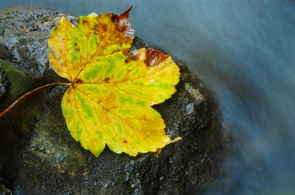 Jesień liść w pobliżu strumienia — Zdjęcie stockowe