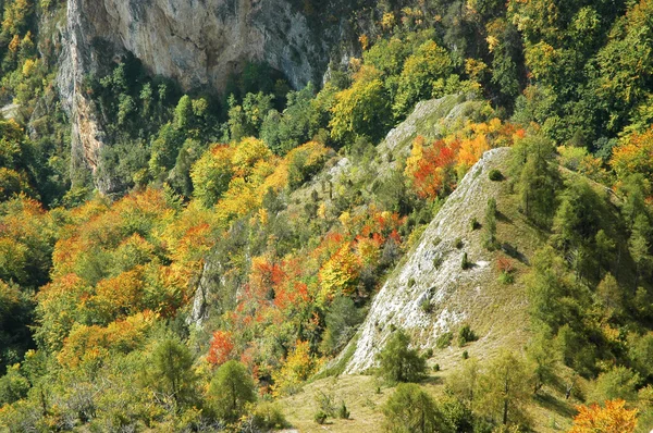 Φθινόπωρο χρώματα σε μια πλαγιά — Φωτογραφία Αρχείου