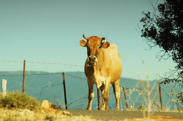 Корова на відкритому повітрі — стокове фото