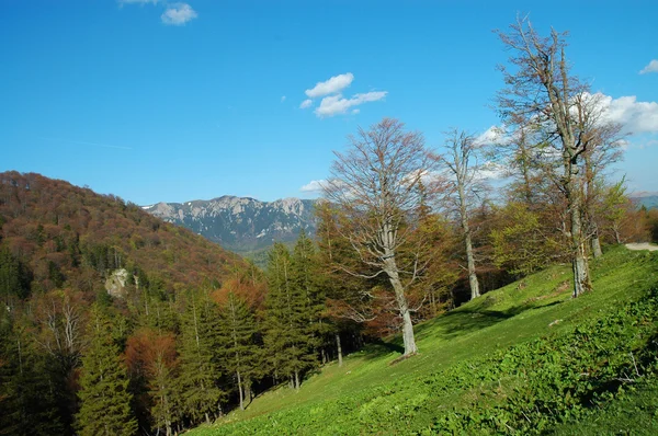 Podzimní krajina v horách ciucas, Rumunsko — Stock fotografie