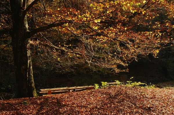 Sonbahar renkleri güzel sessiz park — Stok fotoğraf