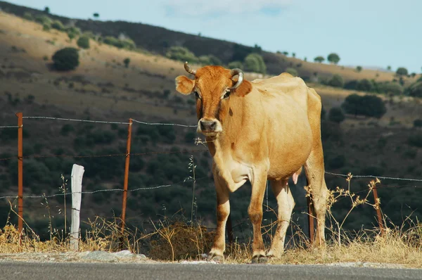 Koe in de buitenlucht — Stockfoto