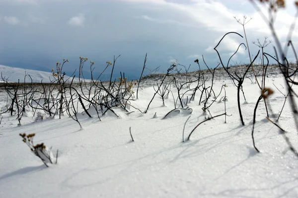 Paesaggio invernale con piante congelate — Foto Stock