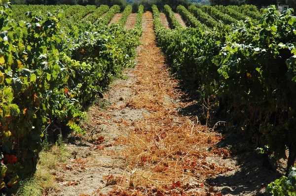 Vineyard in Lumio, Corsica — Stock Photo, Image