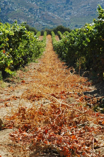 Wijngaard in lumio, corsica — Stockfoto