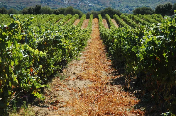 Vinice v lumio, Korsika — Stock fotografie