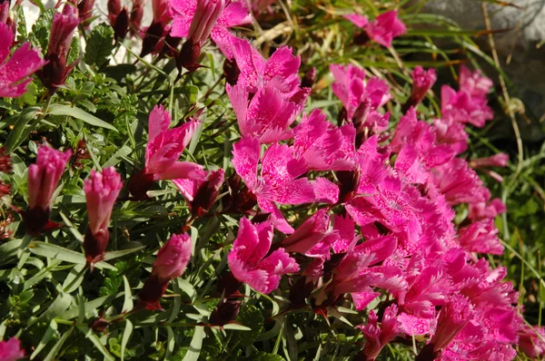 Krásný růžový karafiát, hvozdík callizonus — Stock fotografie