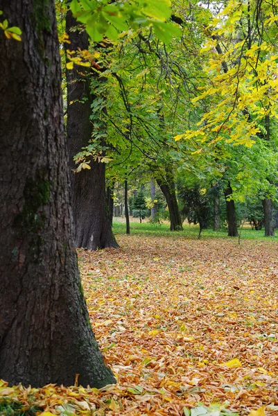 Beautiful quiet park in autumnal colors — Stock Photo, Image