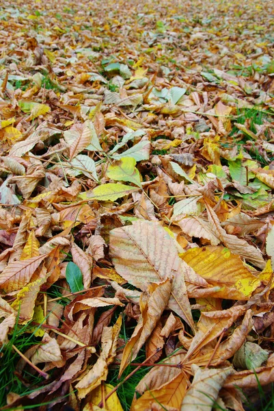 Kleurrijke achtergrond van herfstbladeren — Stockfoto