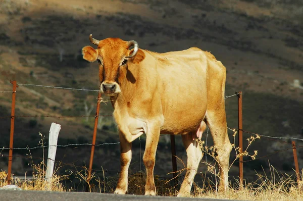 Vaca al aire libre —  Fotos de Stock